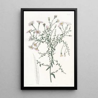 Sydenham Edwards - The Corisleaved Starwort.webp