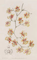 L'oncidium Kissen - Sydenham Edwards — Ansicht des Kunstwerks