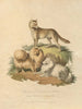 Der Hund von New South Wales und der Pomeranian - Sydenham Edwards — Ansicht des Kunstwerks