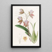 L'oncidium du duc de Bedford - Sydenham Edwards — gerahmtes Bild an der Wand
