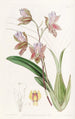 L'oncidium du duc de Bedford - Sydenham Edwards — Ansicht des Kunstwerks