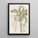 La cattleya à lèvres rugueuses du duc de Bedford - Sydenham Edwards — gerahmtes Bild an der Wand