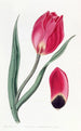 La tulipe œil de soleil précoce - Sydenham Edwards — Ansicht des Kunstwerks