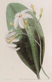 La tabernaemontane fourchue - Sydenham Edwards — Ansicht des Kunstwerks