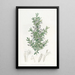 La gardoquia de Gillies - Sydenham Edwards — gerahmtes Bild an der Wand