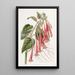 La fuchsia éclatante - Sydenham Edwards — gerahmtes Bild an der Wand
