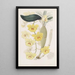 Der Dendrobe mit goldenem Bogen - Sydenham Edwards — gerahmtes Bild an der Wand