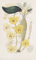 Der Dendrobe mit goldenem Bogen - Sydenham Edwards — Ansicht des Kunstwerks