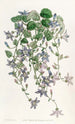 La campanule de Saint Angelo - Sydenham Edwards — Ansicht des Kunstwerks