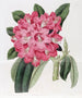 Der Rhododendron von Highclere - Sydenham Edwards — Ansicht des Kunstwerks