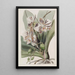 Die Pflanze Schmetterling Indische - Sydenham Edwards — gerahmtes Bild an der Wand