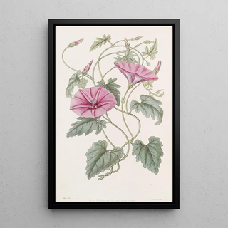 Sydenham Edwards - The Italian Bindweed.webp