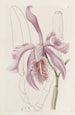 La Grande Cattleya - Sydenham Edwards — Ansicht des Kunstwerks