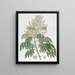 L'Arbre Longane - Sydenham Edwards — gerahmtes Bild an der Wand