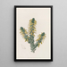 L'Acacia de Deuil - Sydenham Edwards — gerahmtes Bild an der Wand