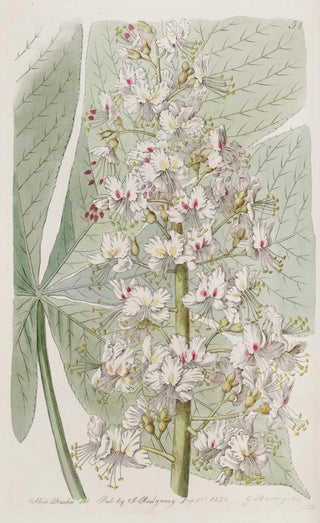 Sydenham Edwards - The Ohio Buckseye Chesnut.webp