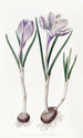 Der Frühlings-Krokus Gemälde - Sydenham Edwards — Ansicht des Kunstwerks