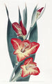 Le Gladiole Perroquet - Sydenham Edwards — Ansicht des Kunstwerks
