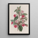 L'Achimenes Rose - Sydenham Edwards — gerahmtes Bild an der Wand