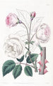 La Rose Ruga - Sydenham Edwards — Ansicht des Kunstwerks