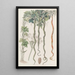 Der Gurke-Schlange oder Haarblume - Sydenham Edwards — gerahmtes Bild an der Wand
