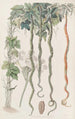Der Gurke-Schlange oder Haarblume - Sydenham Edwards — Ansicht des Kunstwerks