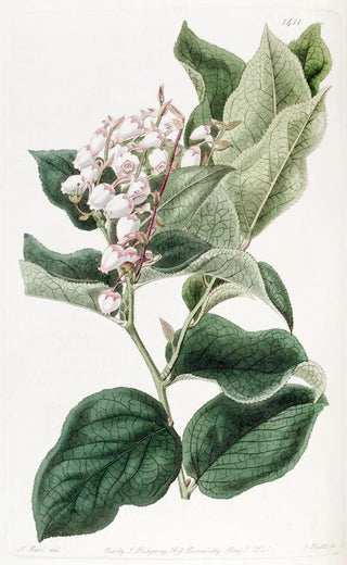 Sydenham Edwards - The Shallon Gautheria.webp