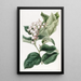 La Gautheria Shallon - Sydenham Edwards — gerahmtes Bild an der Wand