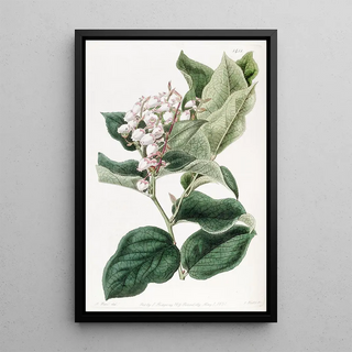 Sydenham Edwards - The Shallon Gautheria.webp