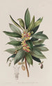 L'Oxalis Arbustif - Sydenham Edwards — Ansicht des Kunstwerks