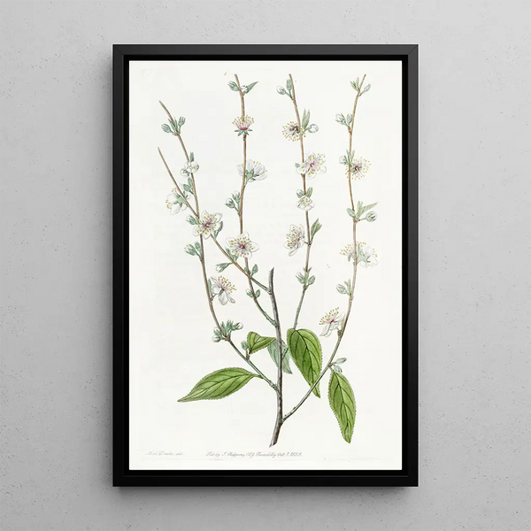 Sydenham Edwards - The Single Chinese Plum.webp