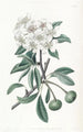 Der Schneebirnbaum - Sydenham Edwards — Ansicht des Kunstwerks
