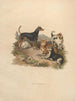 Le Terrier - Sydenham Edwards — Ansicht des Kunstwerks