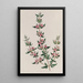 La Boronia à Trois Feuilles - Sydenham Edwards — gerahmtes Bild an der Wand
