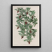 Le Feelerwort en Forme de Truelle - Sydenham Edwards — gerahmtes Bild an der Wand