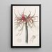 La Sprekelia à fleurs courtes - Sydenham Edwards — gerahmtes Bild an der Wand