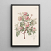 Der Mimose aus Uruguay - Sydenham Edwards — gerahmtes Bild an der Wand