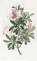 L'azalée chinoise panachée - Sydenham Edwards — Ansicht des Kunstwerks
