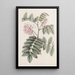 Lindigo gracieux - Sydenham Edwards — gerahmtes Bild an der Wand