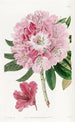 Der charmante Rhododendron - Sydenham Edwards — Ansicht des Kunstwerks