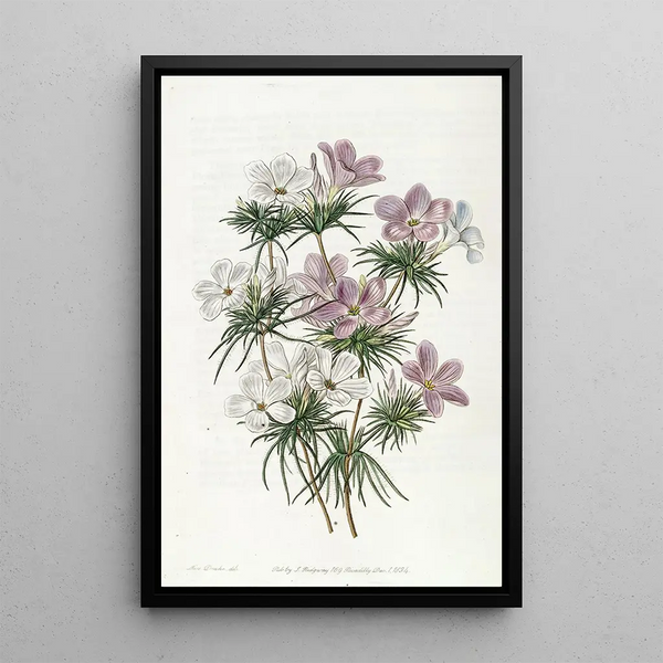 Sydenham Edwards - Thickflowered Slendertube.webp