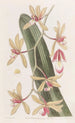 Le cymbidium à feuilles épaisses - Sydenham Edwards — Ansicht des Kunstwerks