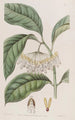 Der Hoya mit dicken Blättern - Sydenham Edwards — Ansicht des Kunstwerks