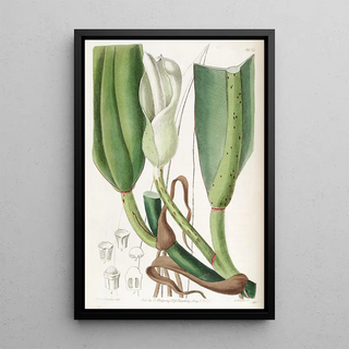 Sydenham Edwards - Thickribbed Philodendron.webp