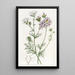 La gilia tricolore - Sydenham Edwards — gerahmtes Bild an der Wand