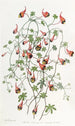 Le Tropaeolum Tricolore - Sydenham Edwards — Ansicht des Kunstwerks