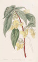 Der Balsam mit drei Hörnern - Sydenham Edwards — Ansicht des Kunstwerks