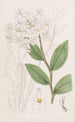 Der Dendrobium mit drei Knöpfen - Sydenham Edwards — Ansicht des Kunstwerks
