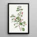Fuchsia mit Thymusblättern - Sydenham Edwards — gerahmtes Bild an der Wand