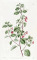 Fuchsia mit Thymusblättern - Sydenham Edwards — Ansicht des Kunstwerks